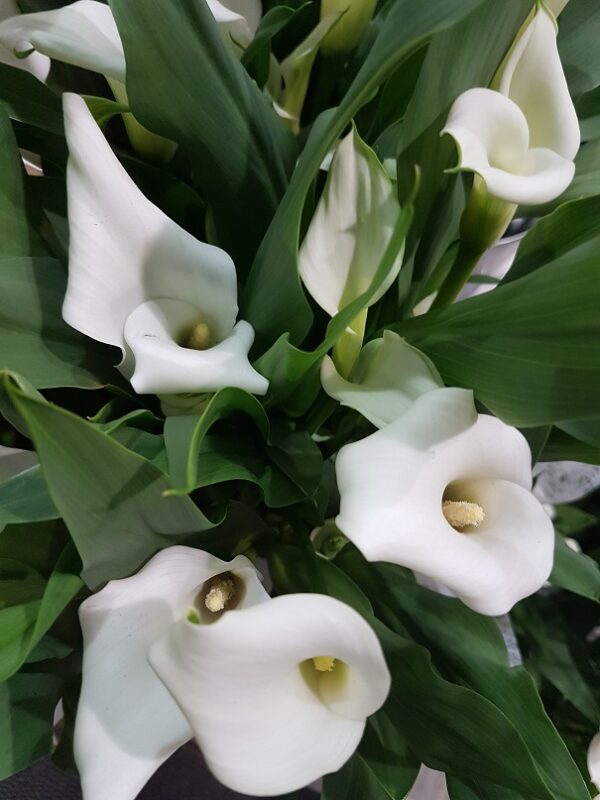 Calla – Jardin d'Alice
