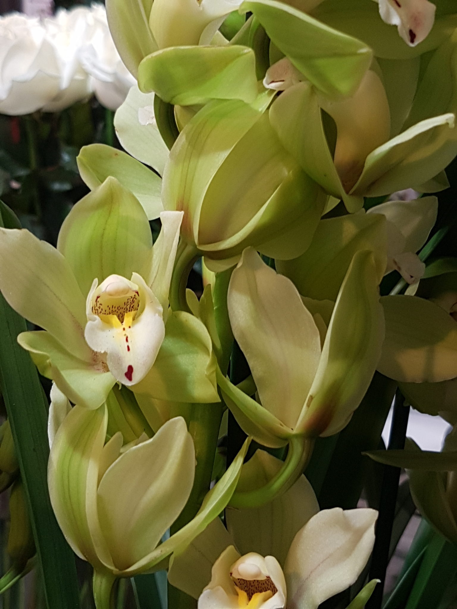Cymbidium – Jardin d'Alice