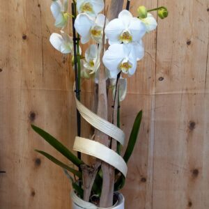 Orchidée  Elégance